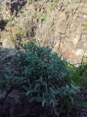 Stachys