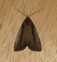 Gabara stygialis