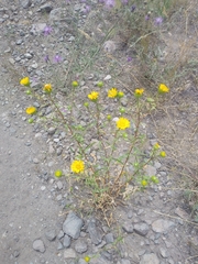 Grindelia subalpina