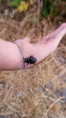 Timarcha pimelioides