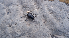 Timarcha pimelioides