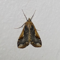 Loxostege albiceralis