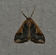 Loxostege albiceralis