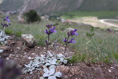 Salvia canescens