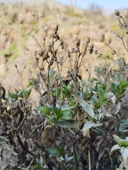 Magnoliopsida