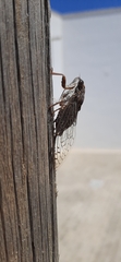 Cicada barbara
