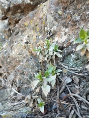 Magnoliopsida