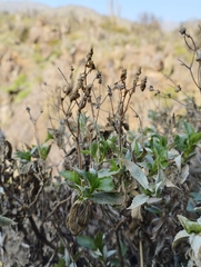Magnoliopsida