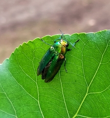 Eurythyrea micans