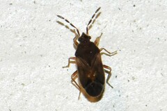 Antillocoris