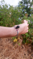 Timarcha pimelioides