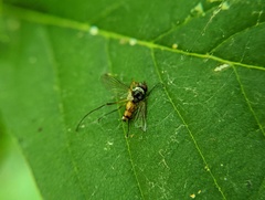 Cholomyia inaequipes