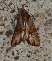Apamea lignicolora