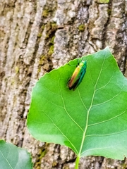 Eurythyrea micans