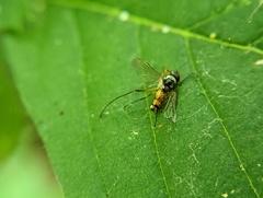 Cholomyia inaequipes