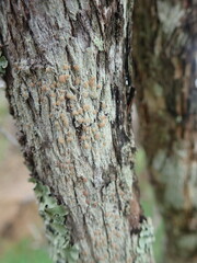 Lecanora flavopallida