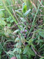 Teucrium scordium