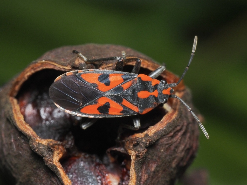 Harlequin bug