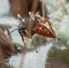 Tachysphex ashmeadii