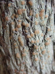 Lecanora flavopallida