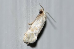 Platphalonidia