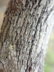 Lecanora flavopallida