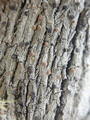 Lecanora flavopallida