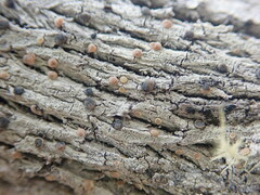 Lecanora flavopallida