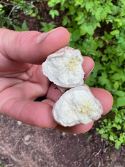 Calbovista subsculpta