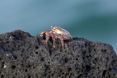 Grapsus adscensionis