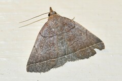 Zanclognatha obscuripennis