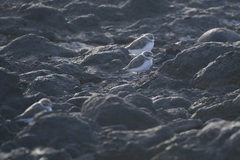 Charadrius alexandrinus