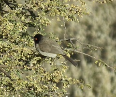 Pycnonotus nigricans