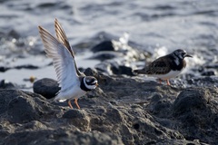 Charadrius hiaticula