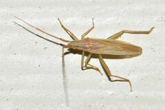 Stenodema trispinosum