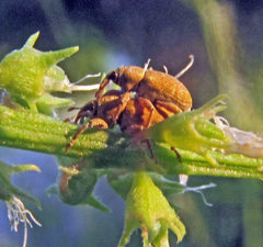 Tychius breviusculus