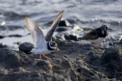 Charadrius hiaticula