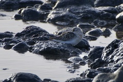 Calidris alba