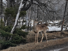 Odocoileus virginianus