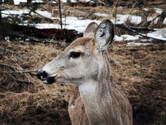 Odocoileus virginianus