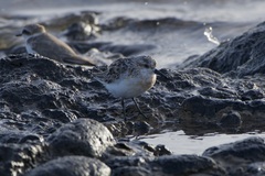 Calidris alba