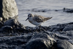 Calidris alba