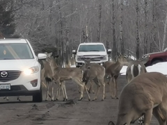 Odocoileus virginianus
