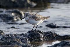 Calidris alba