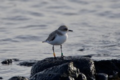 Charadrius alexandrinus