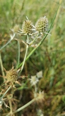 Eryngium hookeri