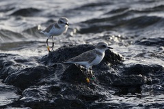 Charadrius alexandrinus