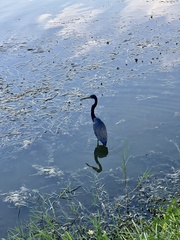 Egretta tricolor