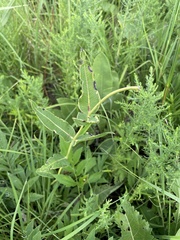 Asclepias meadii