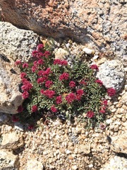 Eriogonum holmgrenii